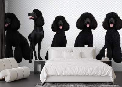 A series of black poodles are sitting in a row Wall mural