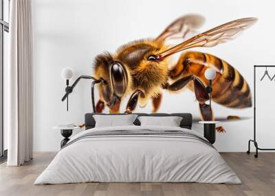 honey bee walking isolated on transparent background Wall mural