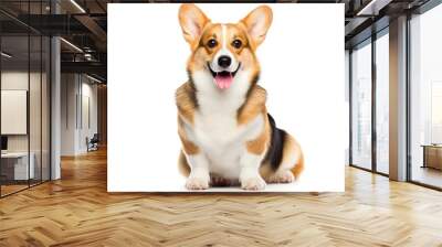 welsh corgi breed dog sitting on a white background Wall mural