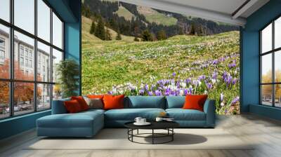 Wild purple and white Crocus alpine flowers blooming on spring on the Swiss Alps mountain Wall mural