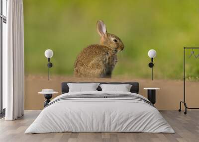 beautiful little rabbit in the morning Wall mural