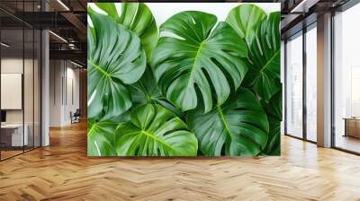 A close-up of lush green monstera leaves on a white background. Wall mural