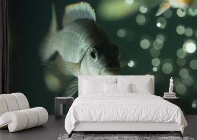 Fish in aquarium Wall mural