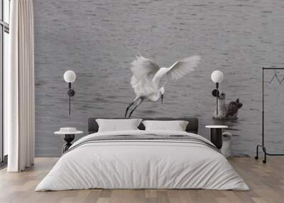 Egret during fishing activity Wall mural