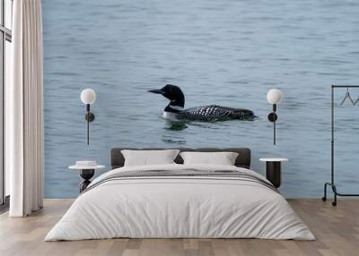 Common loon with black and white markings floating in the water Wall mural