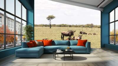 group of wildebeest on the grass on safari in the Masai Mara in Kenya Wall mural