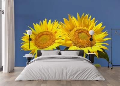 Two sunflowers on an early morning in a field Wall mural