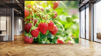 Ripe strawberries growing on the plant in the garden, closeup view Wall mural