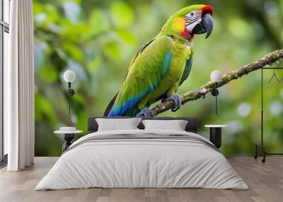 Green parrot Great-Green Macaw, Ara ambigua. Wild rare bird in the nature habitat, sitting on the branch in Costa Rica Wall mural