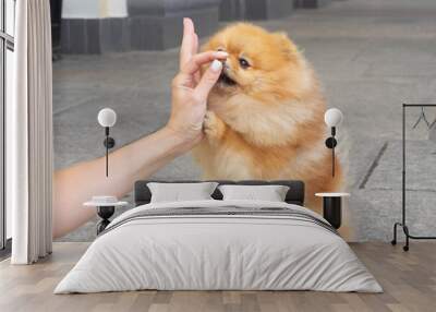 Hand of a young woman touches the nose of a red and yellow Pomeranian Spitz dog with a beautiful muzzle on a granite background Wall mural