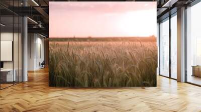 field of wheat and sunset Wall mural