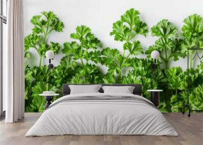 Isolated white background of fresh green vegan vitamin parsley Wall mural