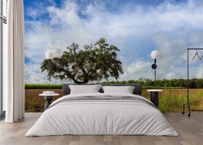 Sugar Cane field in Southern Louisiana Wall mural