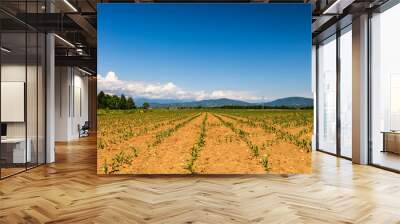 grapevine field in the italian countryside Wall mural