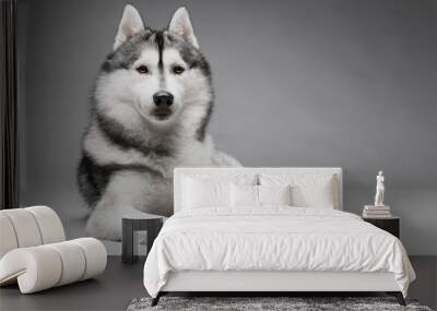 Portrait of siberian husky on gray background Wall mural