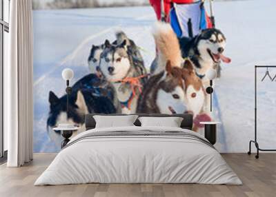 Woman musher hiding behind sleigh at sled dog race on snow in wi Wall mural