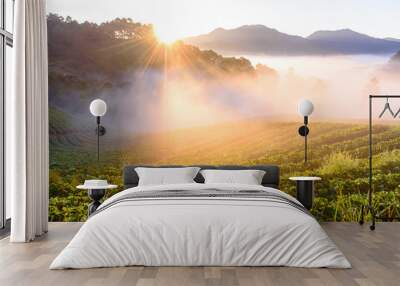 Strawberry field in the morning mist at sunrise Wall mural