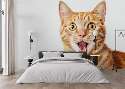 Angry and surprised cat isolated on transparent png background with a funny and excited expression. Wall mural