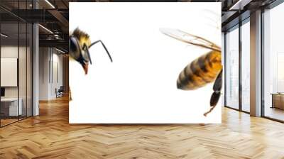 Flying bee isolated on white background, close up Wall mural