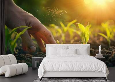 In a cultivated agricultural field, a farmer examines a young green corn plant Wall mural