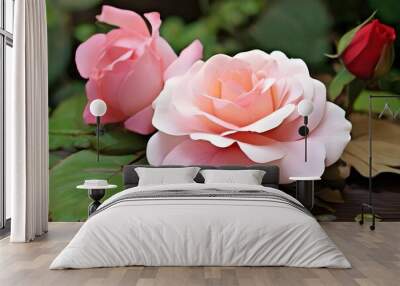 pink rose in garden Wall mural