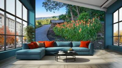 Red hot pokers field at les Makes in Saint Louis, Reunion Island  Wall mural