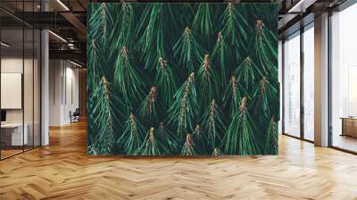 Creative pattern made of pine tree branches. Nature background. Flat lay. Wall mural