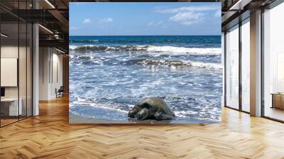 Green sea turtle crawling on beach in Olowalu Maui 2 Wall mural