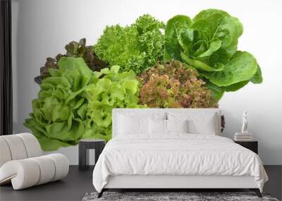 salad plant on white background Wall mural