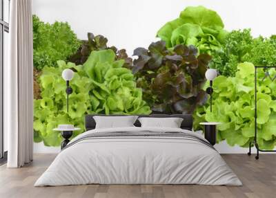 salad plant on white background Wall mural