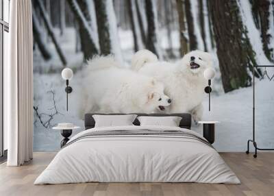 Beautiful fluffy two Samoyed white dogs is playing in the winter forest Wall mural