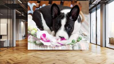 black Basenji dog puppy is sitting with orchids flowers Wall mural