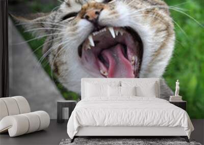 funny cat yawning mouth full  Wall mural