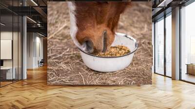 Red bay horse eating her feed out of a rubber pan in pasture Wall mural