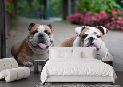 two funny English Bulldogs or British Bulldogs in the park near the flowers Wall mural