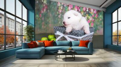 White fluffy small Samoyed puppy dog in a basket with apples Wall mural