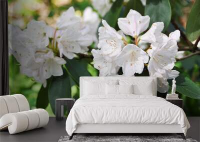 white rhododendron flowers Wall mural