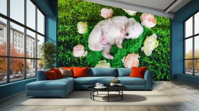 White small Samoyed puppy dog on green grass background Wall mural