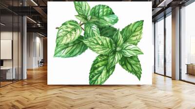 Mint hand-drawn fresh leaves isolated background, botanical illustration watercolor painting. Bright peppermint leaf, Vector drawing Watercolor Mint leaves (pepper mint) isolated on white background, Wall mural