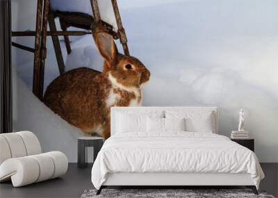 white and brown color hare sitting on snow Wall mural