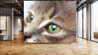 Green eyes kitten close-up. Ophthalmology for cats and veterinary clinics. Wall mural