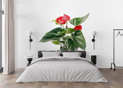 Red Anthurium flower in a pot on a white background. Copy space for text, houseplants for flower shop Wall mural