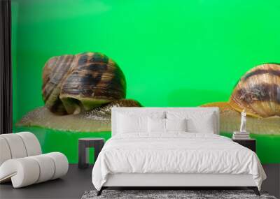 Two Helix pomatia snails crawl across the green screen of the chroma key. Wall mural