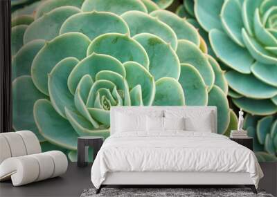 Cactus and Succulent Echeveria (Crassulaceae Echeveria sp.).A succulent flower shaped like a rose. The leaves are compressed into layers, superficially look like a rose. But when touched. Wall mural