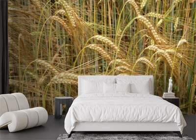 Field of wheat Wall mural