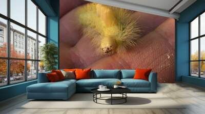 Detail of yellow fluffy catterpillar of Pale Tussock moth, latin name Calliteara pudibunda, from family Erebidae, crawling on hand of adult male gardener.  Wall mural