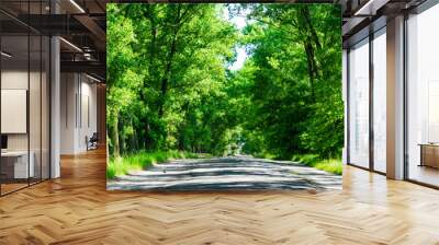 Asphalt road in the deciduous forest. Wall mural