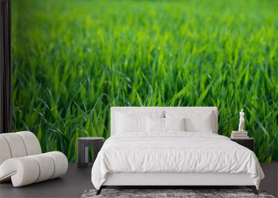 green grass Wall mural