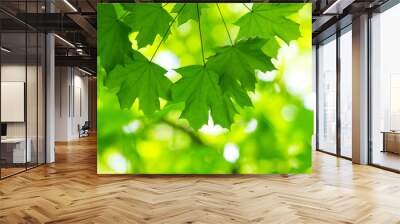 green leaves with sun Wall mural