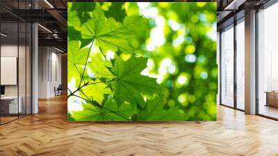 green leaves with sun Wall mural